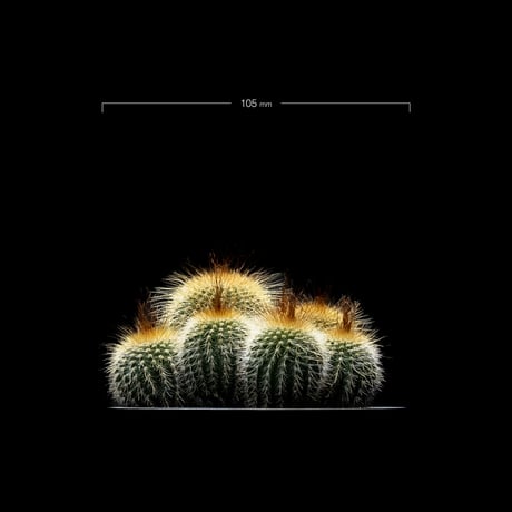 パロディア 金晃丸 / Parodia leninghausii