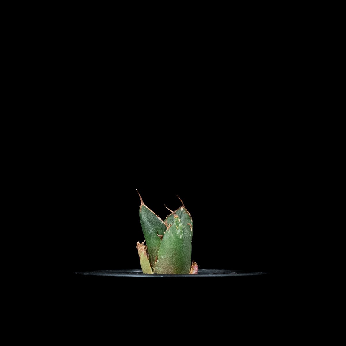 アガベ チタノタ 鬼爪 (カキ仔) / Agave titanota 'Ghost Claw' アガベ チタノタ 鬼爪 (カキ仔) / Agave titanota 'Ghost Claw'