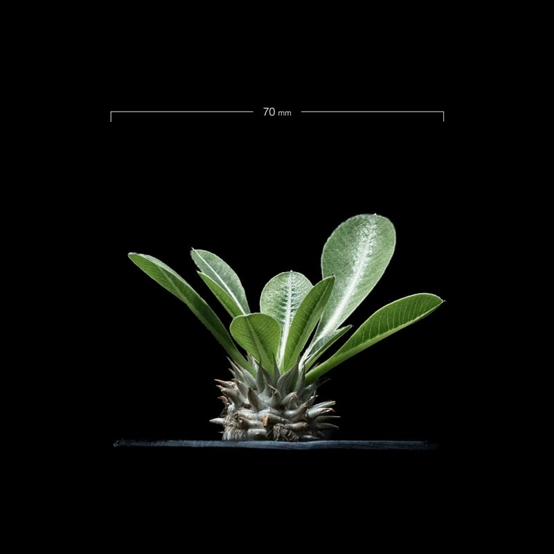 塊根植物　ブレビカレックス パキポディウム ブレビカリックス / Pachypodium densiflorum var.