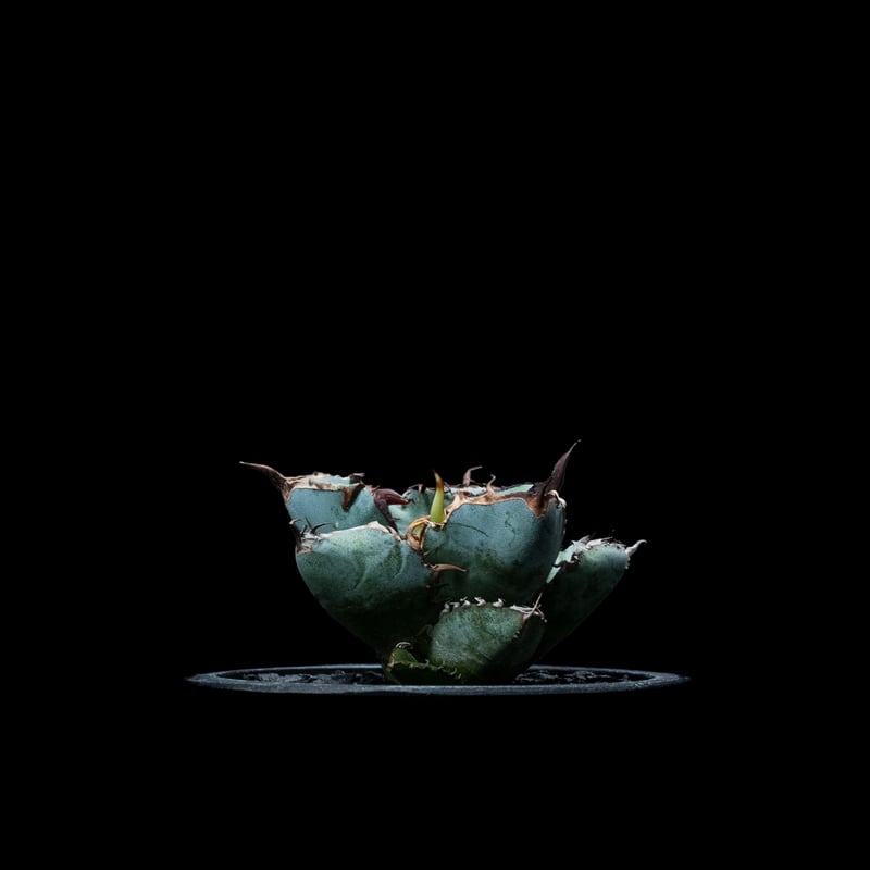 アガベ チタノタ ブラック&ブルー / Agave titanota 'Black & Blu