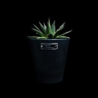 アガベ チタノタ ブラック&ブルー / Agave titanota 'Black & Blu