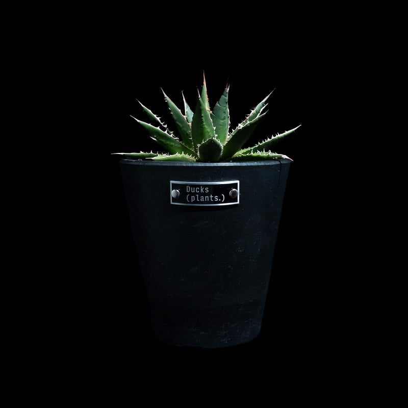 アガベホリダ極上株　Agave horrida No.AHRD015 アガベホリダ極上株 Agave horrida No.AHRD015