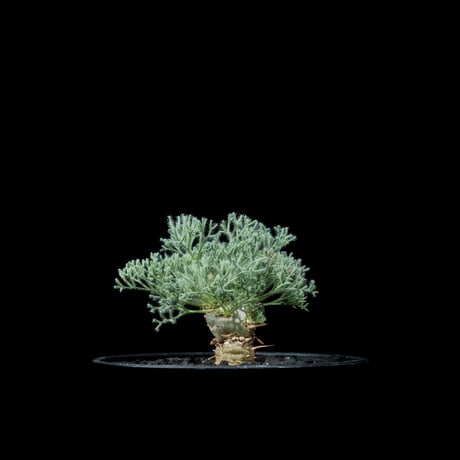 サルコカウロンペニクリナム | STORES