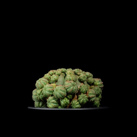 ユーフォルビア シンメトリカ / Euphorbia obesa ssp. symmetrica #1