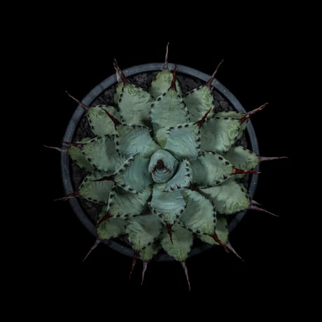 アガベ 八荒雷神 / Agave potatorum × macroacantha #1