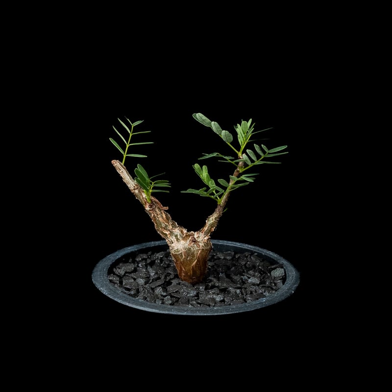 センナ メリディオナリス Senna meridionalis 発根済の特大株 senna meridionalis《 M size》※現地球発根済株※大変幹の色が