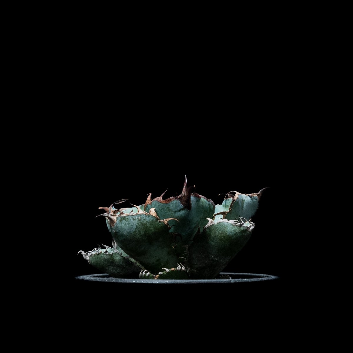 アガベ チタノタ ブラック&ブルー / Agave titanota 'Black & Blu