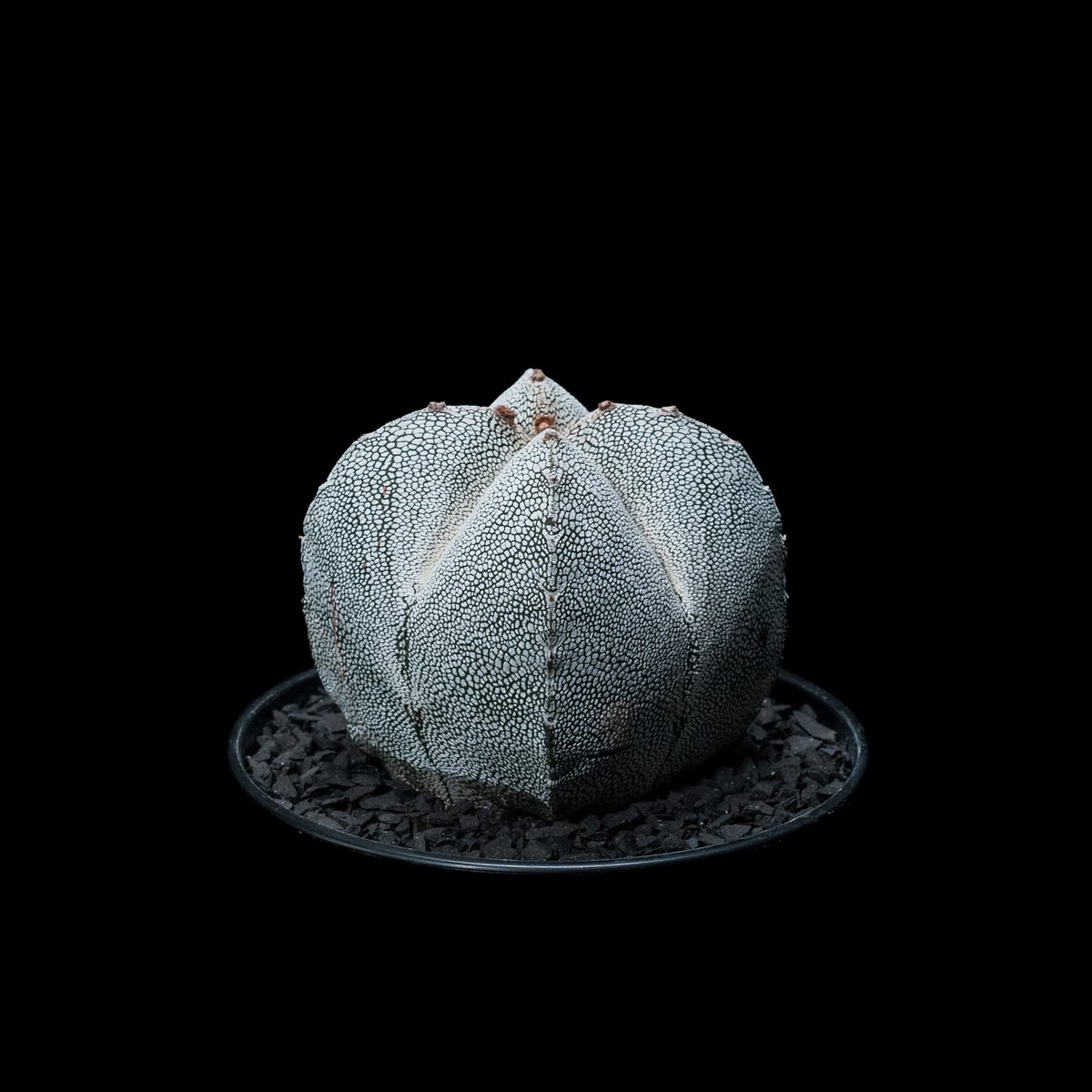 アストロフィツム 恩塚鸞鳳玉 / Astrophytum myriostigma 'Onzuk