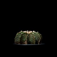 ギムノカリキウム属 フリードリッヒィ LB2178 / Gymnocalycium friedrihii LB2178 #18