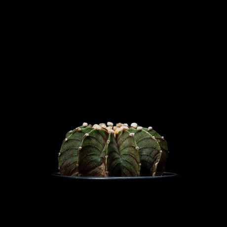 ギムノカリキウム属 フリードリッヒィ LB2178 / Gymnocalycium friedrihii LB2178 #18