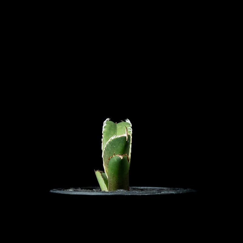 アガベ チタノタ 鯊魚劍 (カキ仔) / Agave titanota 'Shark Swor アガベ チタノタ 鯊魚劍 (カキ仔) / Agave titanota 'Shark Swor