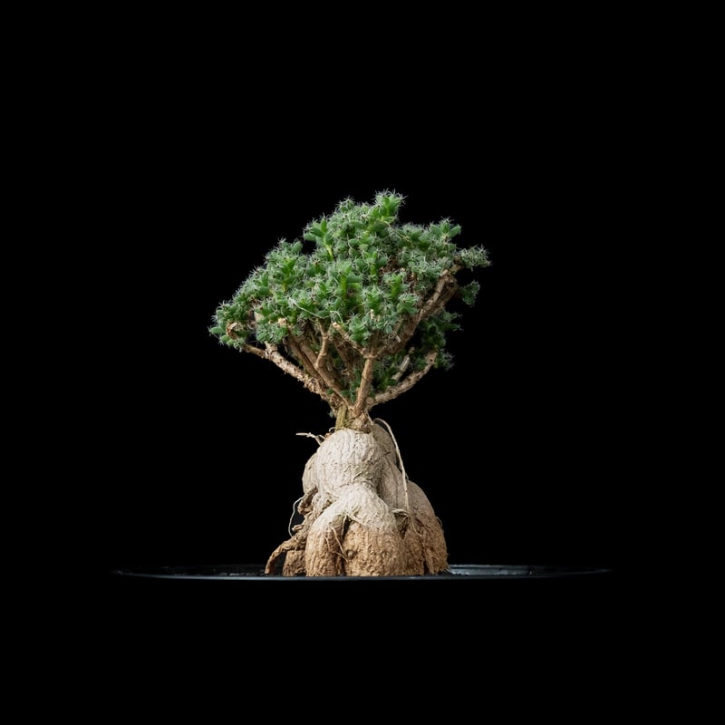 トリコディアデマ ブルボスム / Trichodiadema bulbosum #9 | Du