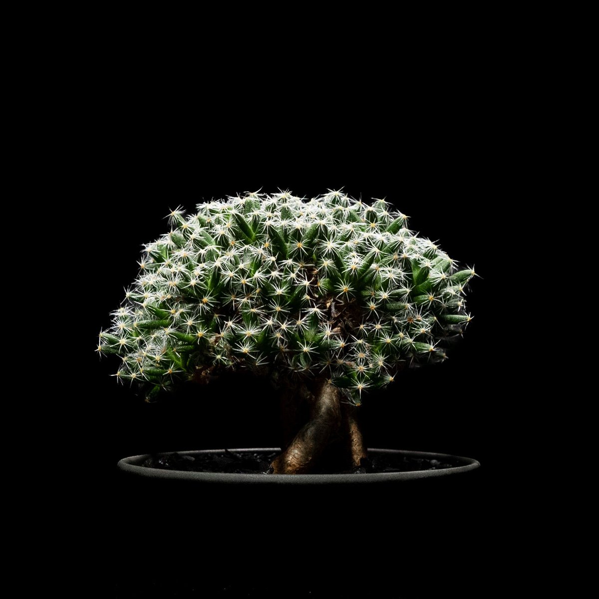 素敵なコーデックス ☆ トリコディアデマ デンサム 紫晃星 ☆