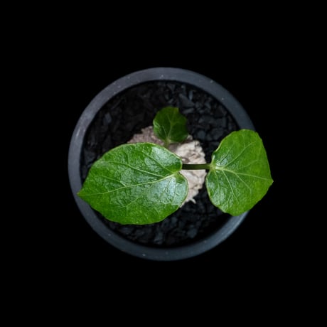 マテレア シクロフィラ / Matelea cyclophylla #6