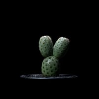 テフロカクタス ゲオメトリクス / Tephrocactus geometricus #2