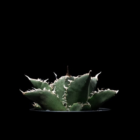 アガベ チタノタ 白鯨 / Agave titanota ‘White Whale’ #5