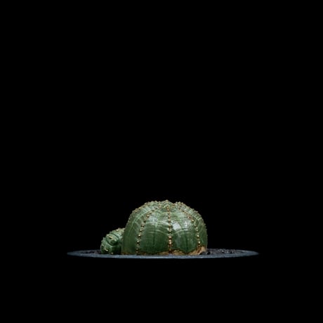 ユーフォルビア オベサ [多頭タイプ] / Euphorbia obesa f.caespitosa #11