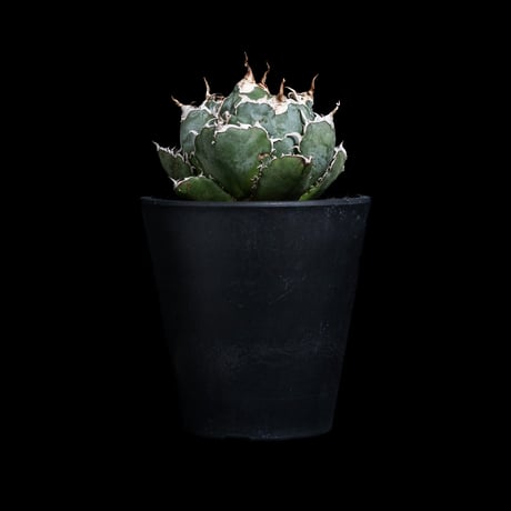 アガベ チタノタ 白鯨 / Agave titanota ‘White Whale’ #99