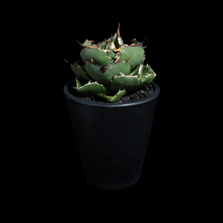 アガベ チタノタ ジャガーノート 純血 / Agave titanota 'Juggernaut' pure blood #2