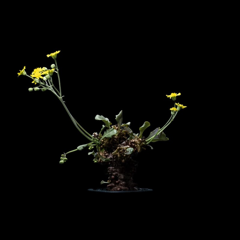 オトンナ ヘレー / Othonna herrei #1 | Ducks ( plants. )
