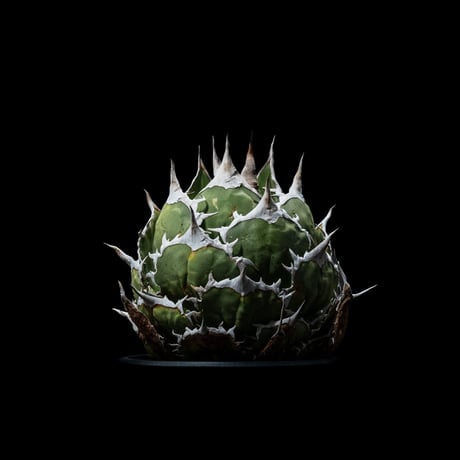 アガベ チタノタ 魚刺 / Agave titanota ‘Fish Spine’ #1