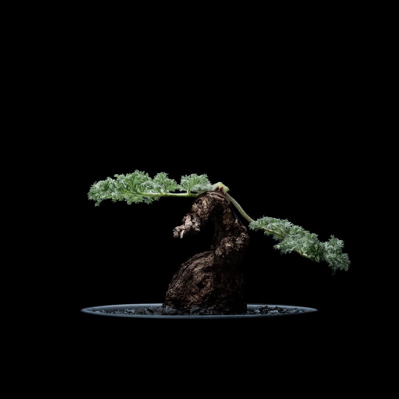 ペラルゴニウム トリステ / Pelargonium triste #3 | Ducks (