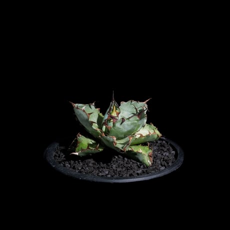 アガベ チタノタ ブラック&ブルー / Agave titanota ‘Black & Blue’ #19