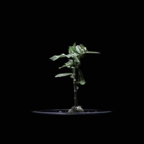 フォッケア エデュリス / Fockea edulis #2