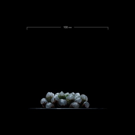 ハオルチア 紫オブツーサ / Haworthia ‘Murasaki Obutusa’