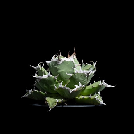 アガベ チタノタ 姫厳竜 / Agave titanota ‘Dwarf’ #18