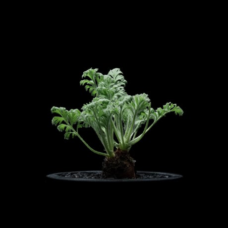 ペラルゴニウム アッペンディクラツム / Pelargonium appendiculatum #4
