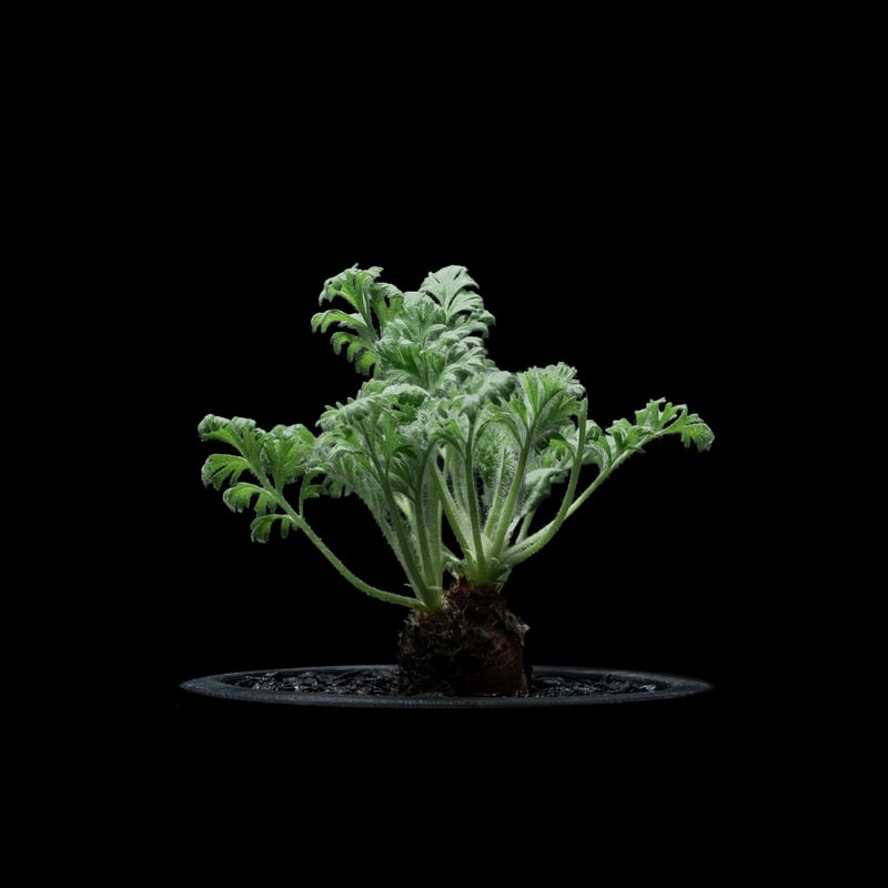 ペラルゴニウム アッペンディクラツム / Pelargonium appendicul