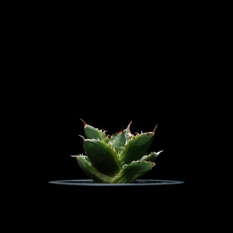 アガベ チタノタ ナンバーワン錦 / Agave titanota ‘No.1 Nishiki’ #1