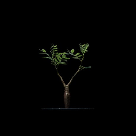 センナ メリディオナリス / Senna meridionalis #7