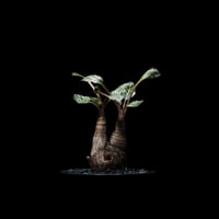 ユーフォルビア ノーザンマダガスカル / Euphorbia sp. nov northernmadagascar #2