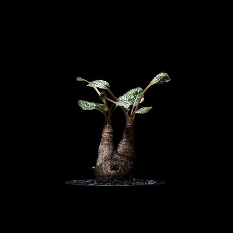 ユーフォルビアフィッシュボーン | STORES