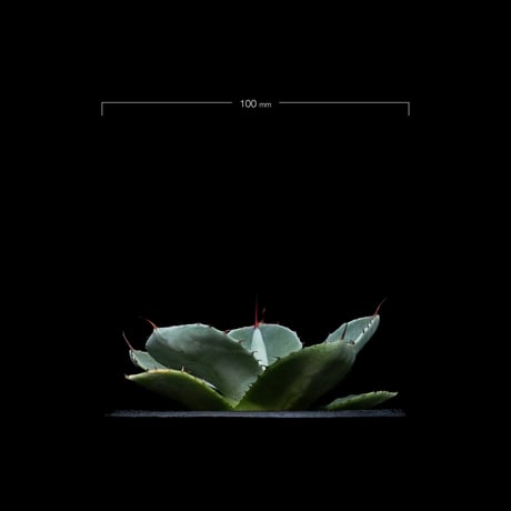 アガベ パリー トルンカータ / Agave parryi var. truncata #7