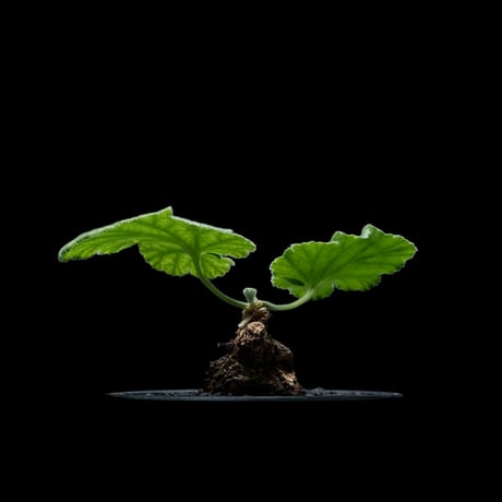 ペラルゴニウム ロバツム / Pelargonium lobatum #1