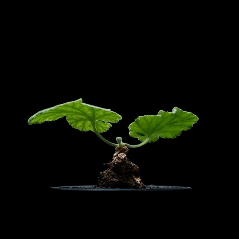 ペラルゴニウム　ロバツム　現地球　発根済み　現27 ペラルゴニウム ロバツム / Pelargonium lobatum #1 | Ducks (