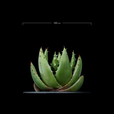 アロエ ペグレラエ / Aloe peglerae #4