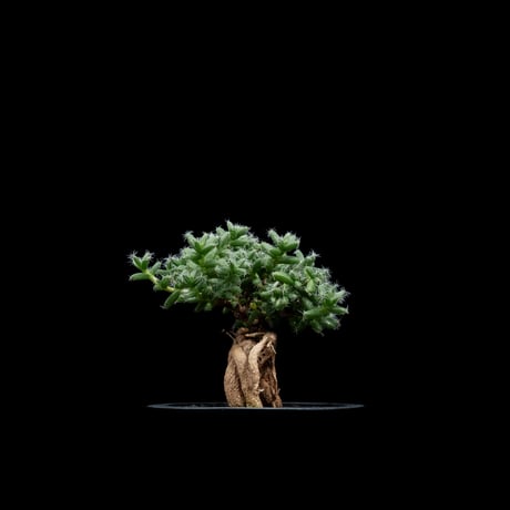 トリコディアデマ ブルボスム / Trichodiadema bulbosum #2