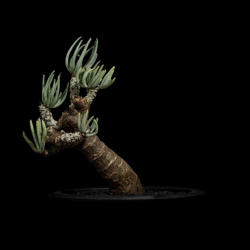 チレコドン ペアルソニー / Tylecodon pearsonii #2 | Ducks (