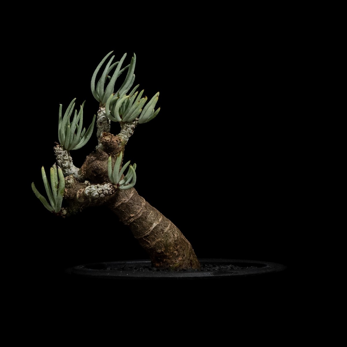 チレコドン ペアルソニー / Tylecodon pearsonii #2 | Ducks (