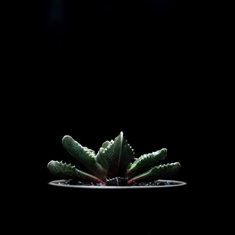 フォーカリア 荒波 / Faucaria tuberculosa ‘Aranami’