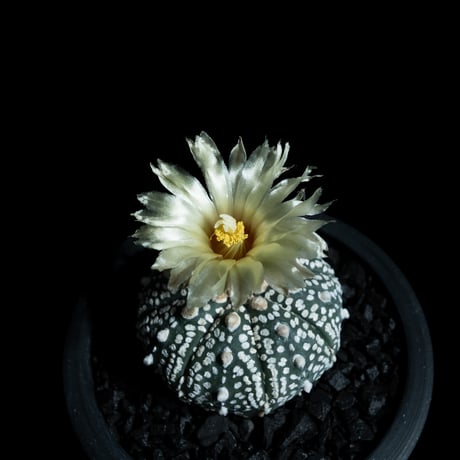 アストロフィツム アステリアス / Astrophytum asterias #13