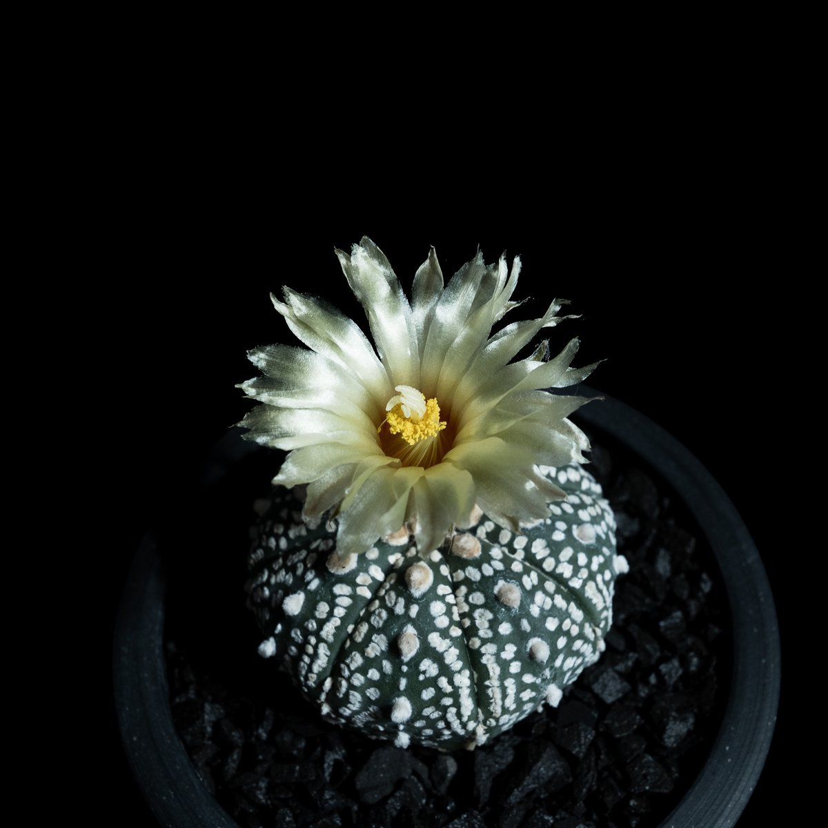 アストロフィツム アステリアス / Astrophytum asterias #13 | Du