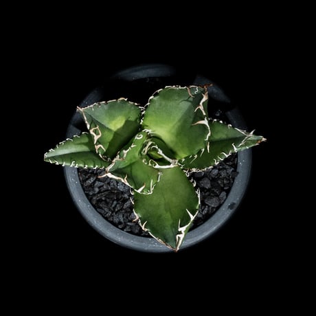 アガベ チタノタ 白鯨 / Agave titanota ‘White Whale’ #91