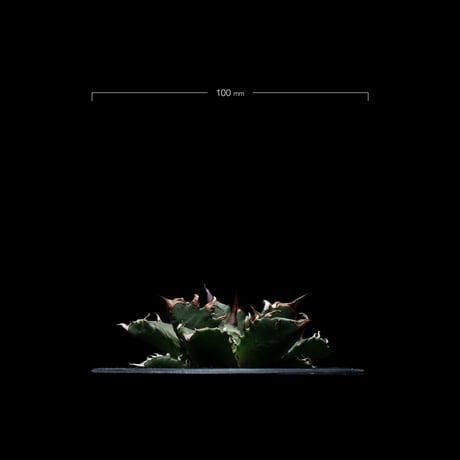 アガベ チタノタ 姫厳竜 / Agave titanota ‘Dwarf’ #8