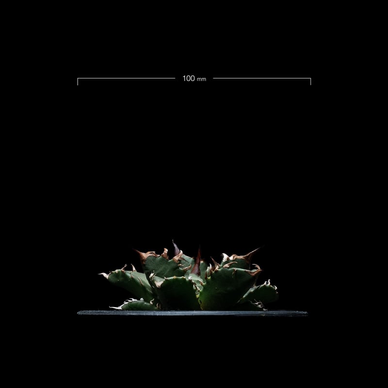 アガベ チタノタ 姫厳竜 / Agave titanota 'Dwarf' #8 | Duck アガベ チタノタ 姫厳竜 / Agave titanota 'Dwarf' #8 | Duck