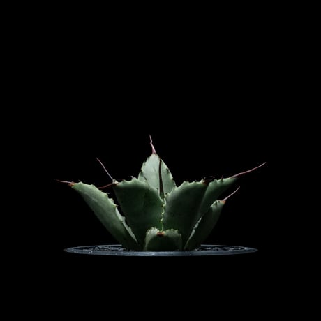 マクロアカンサ | STORES